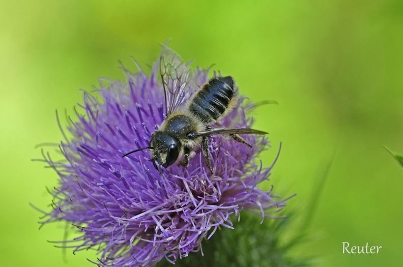 Garten-Blattschneiderbiene (Megachile willughbiella)